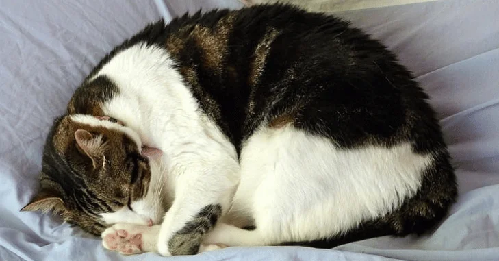 Is It Safe to Let Your Feline Sleep on You?