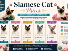 Siamese Cat Price in the US: How Much Kittens Cost to Buy or Adopt, What Breeders Charge, First-Year Expenses, and Total Care Costs in 2026 Siamese Cat Price