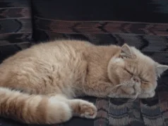 Why Does My Cat Sleep on Me? A Complete Guide to Comfort, Trust, Sleeping Positions, Safety, Clinginess & Healthy Boundaries Why Does My Cat Sleep on Me