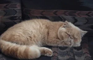 Why Does My Cat Sleep on Me? A Complete Guide to Comfort, Trust, Sleeping Positions, Safety, Clinginess & Healthy Boundaries Why Does My Cat Sleep on Me
