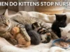 When Do Kittens Stop Nursing? The Complete Week-by-Week Guide to Weaning, Kitten Development, Feeding, and a Safe, Stress-Free Transition When Do Kittens Stop Nursing