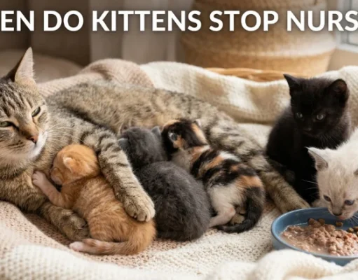When Do Kittens Stop Nursing? The Complete Week-by-Week Guide to Weaning, Kitten Development, Feeding, and a Safe, Stress-Free Transition When Do Kittens Stop Nursing